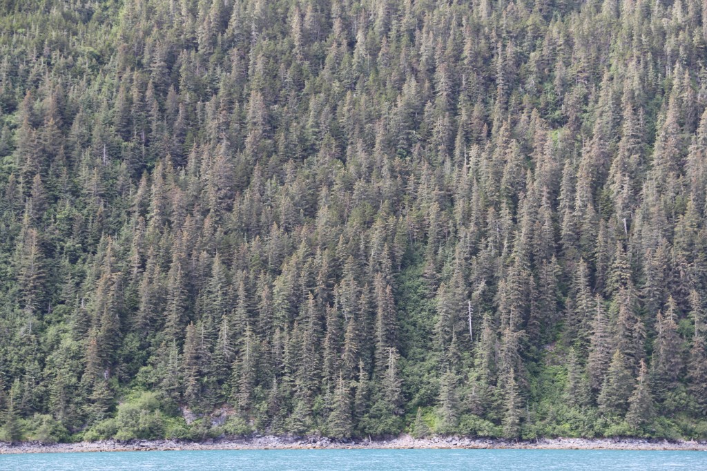 2014 06-24  Whittier - Black Stone Bay Alaska (349)