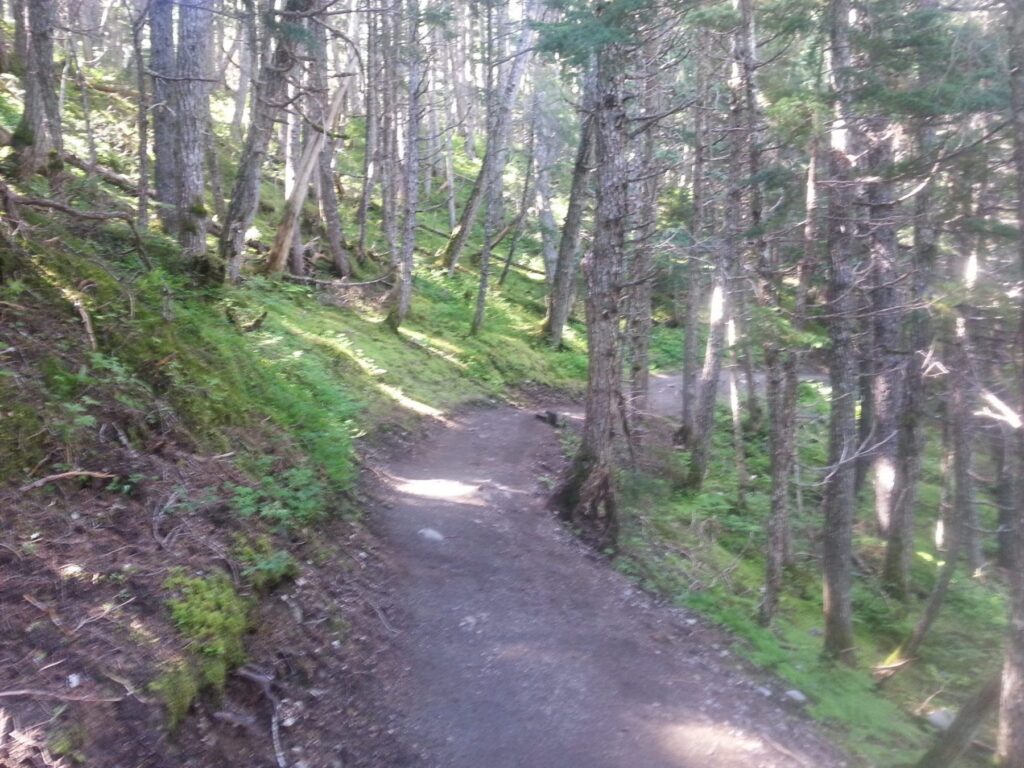 2014 06-28 Michael Hiking Alyeska forest (15)