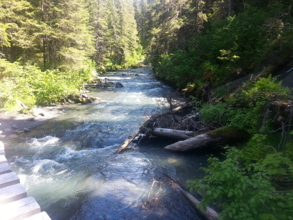 2014 06-28 Michael Hiking Alyeska forest