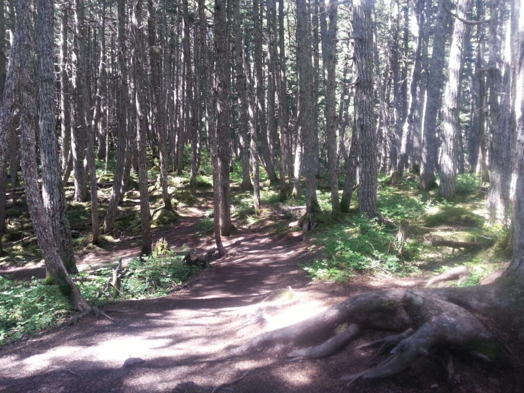 2014 06-28 Michael Hiking Alyeska forest (27)