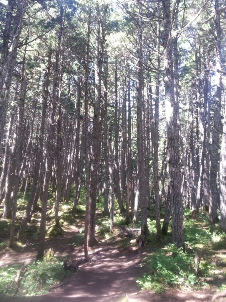 2014 06-28 Michael Hiking Alyeska forest (28)