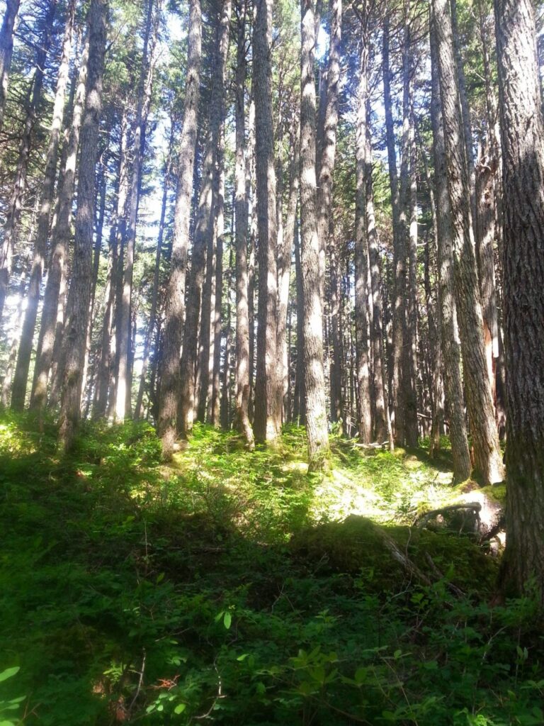 2014 06-28 Michael Hiking Alyeska forest (30)