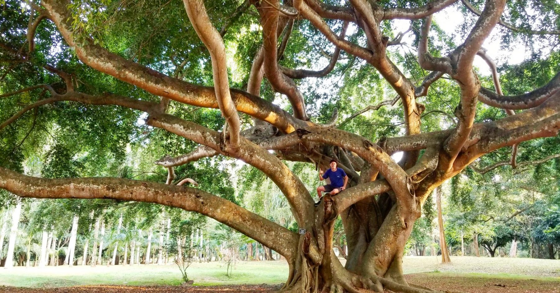2019 01-31 Michael Scott Novilla climbing up Massive Tree
